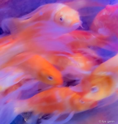 Buutterfly Koi-2.JPG