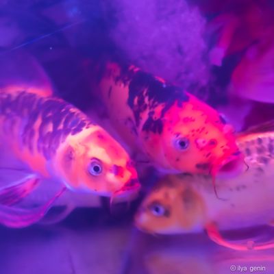 Buutterfly Koi-20.JPG