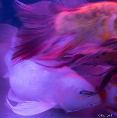Buutterfly Koi-21.JPG