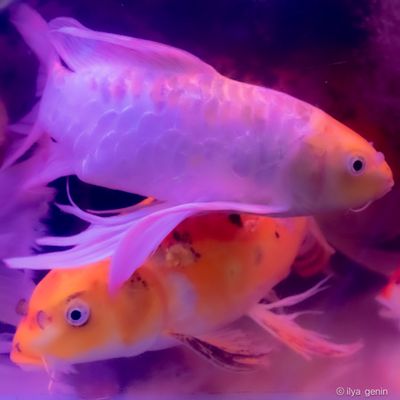 Buutterfly Koi-22.JPG