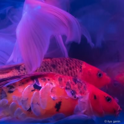 Buutterfly Koi-24.JPG