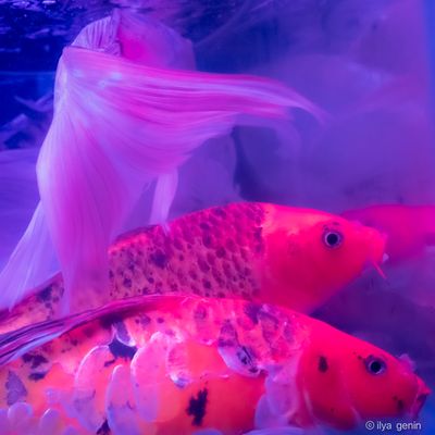 Buutterfly Koi-25.JPG