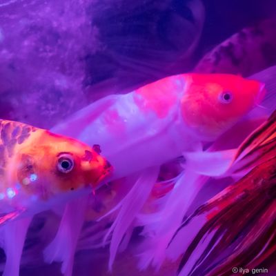 Buutterfly Koi-26.JPG
