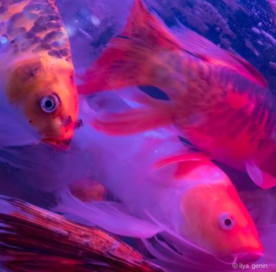 Buutterfly Koi-27.JPG