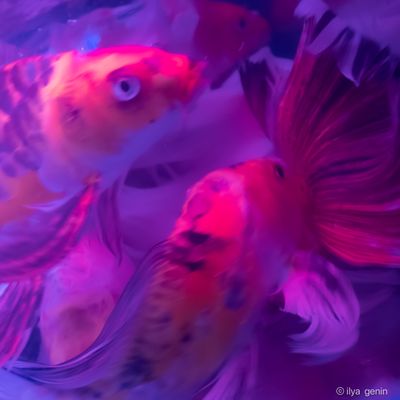 Buutterfly Koi-29.JPG