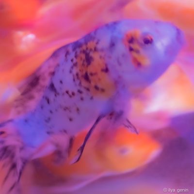 Buutterfly Koi-3.JPG