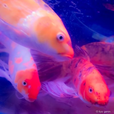 Buutterfly Koi-30.JPG