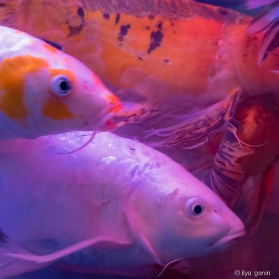 Buutterfly Koi-31.JPG
