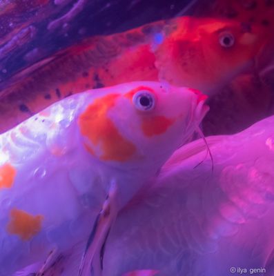 Buutterfly Koi-32.JPG