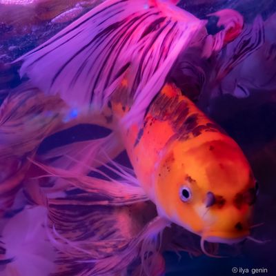 Buutterfly Koi-33.JPG