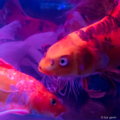 Buutterfly Koi-34.JPG