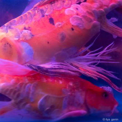 Buutterfly Koi-35.JPG