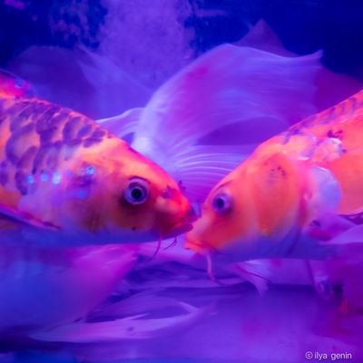 Buutterfly Koi-36.JPG