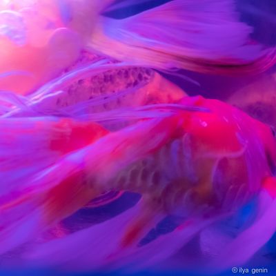 Buutterfly Koi-37.JPG