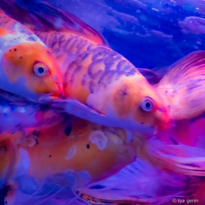 Buutterfly Koi-38.JPG
