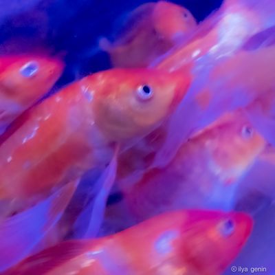 Buutterfly Koi-4.JPG