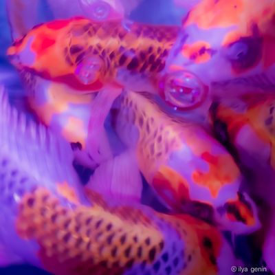Buutterfly Koi-6.JPG