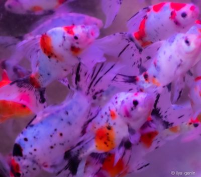 Buutterfly Koi-7.JPG