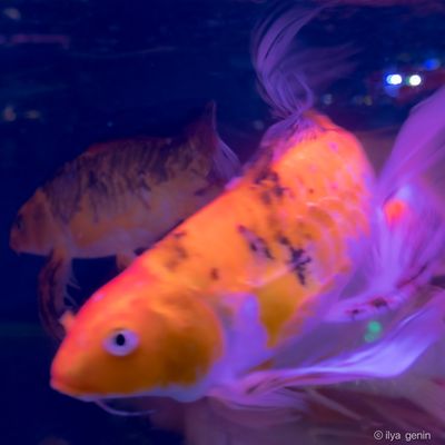 Buutterfly Koi-8.JPG