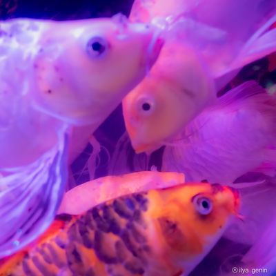 Butterfly Koi