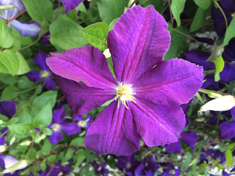 climatis