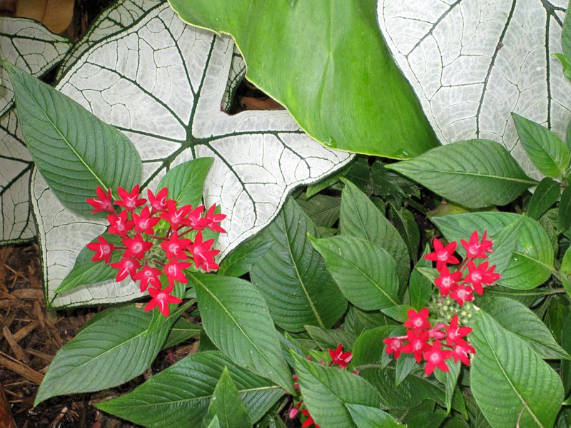 Red Penta and Caladium