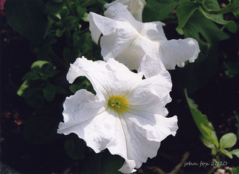 petunia