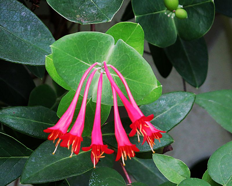 coral honeysuckle