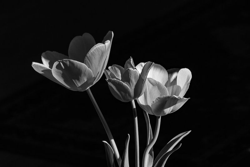 Tulips Minus the Color