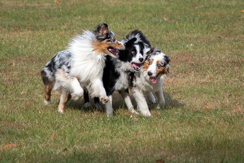 What, Really....Im Not an Aussie, Im a Border Collie?