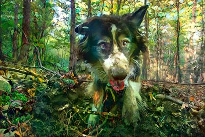 Dirty Dog