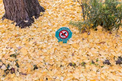 Please Don't Soil Those Heart Shaped Leaves