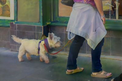 Walking With a Westie