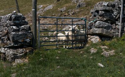 Sheep At The Gate