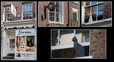 York, A City For Cat Lovers