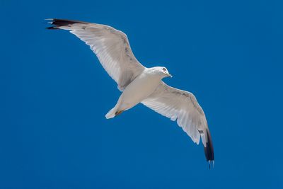 Blue Skies and a Seagull