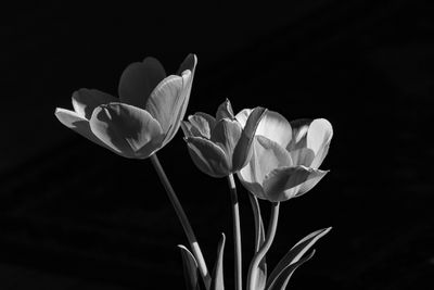 Flowers In Black And White