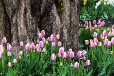 Gathering of the Pink Tulips