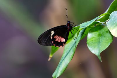 Pretty Butterfly