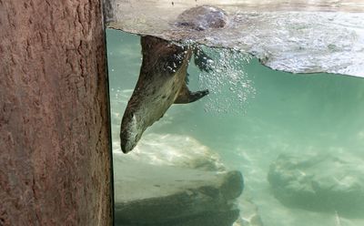 Diving River Otter
