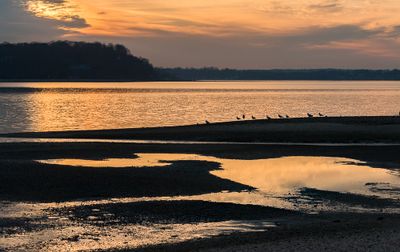 Sunset Bird Lineup