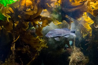 Underwater Jungle of Colors