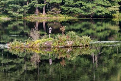 Birdhouse Island