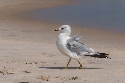 Strutting