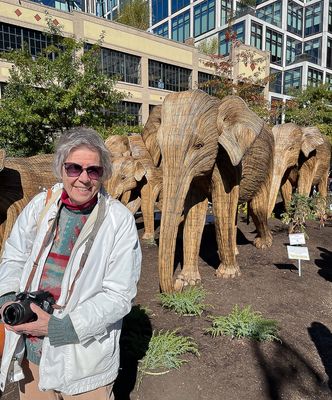 Look Who's Leading the Elephant Parade