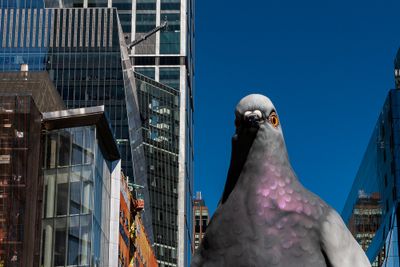 Oh My, The Pigeons Are Getting Big In The City!