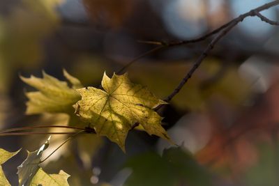 Yellow Leaf