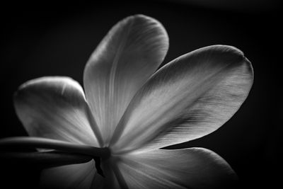 Flowers In Black And White