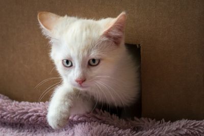 Cute Kitten