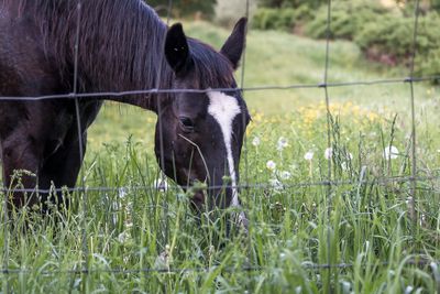 Horses